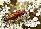 05) Common Red Soldier Beetles mating.jpg